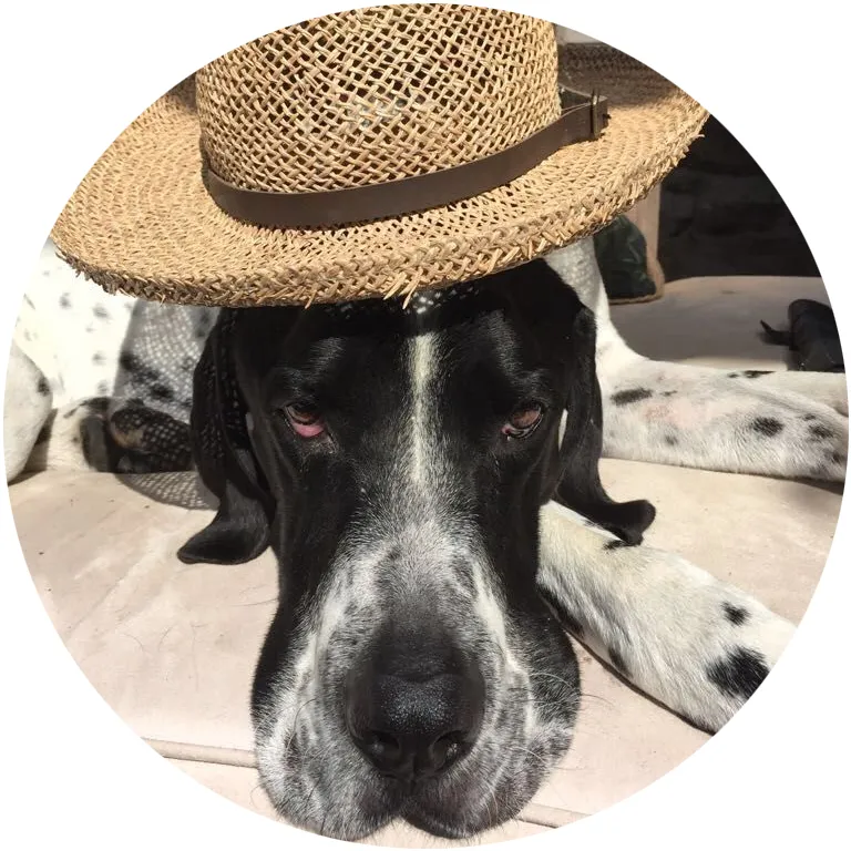Doggie Duvets Oscar with hat