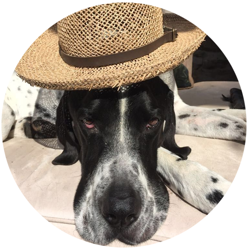 Doggie Duvets Oscar with hat